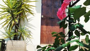 A potted plant with green leaves and pink flowers in front of a wooden door with a metal gate. - Vailletta Fiorita (Rome)