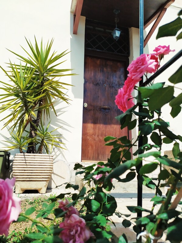 A potted plant with green leaves and pink flowers in front of a wooden door with a metal gate.