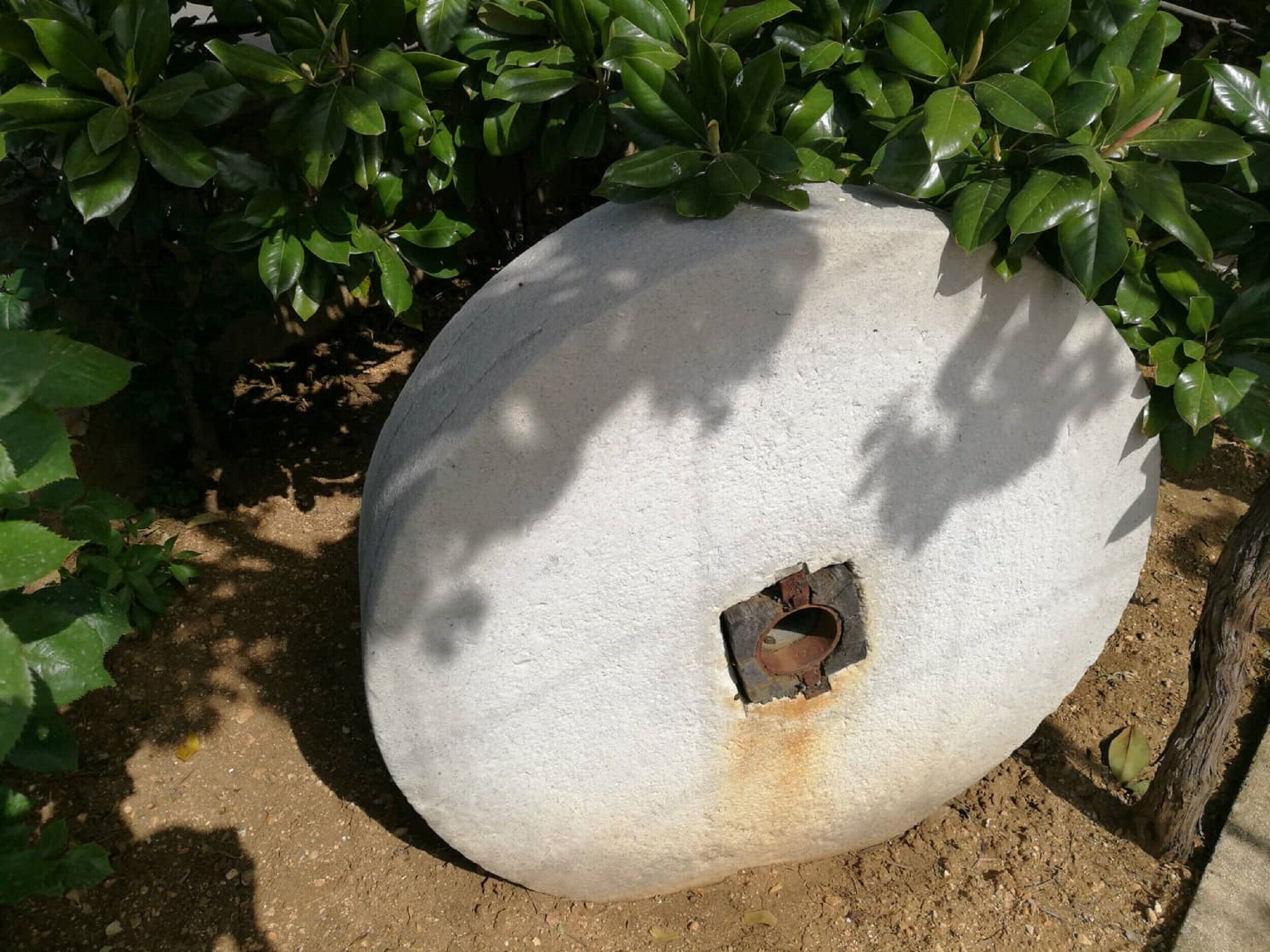 A large, white, spherical object with a hole in the center, surrounded by green foliage.