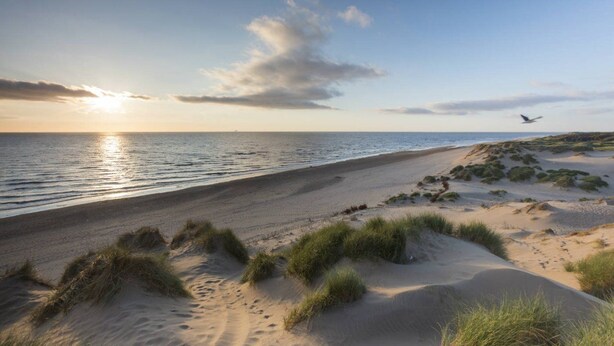 A beach with sand dunes and a bird flying.