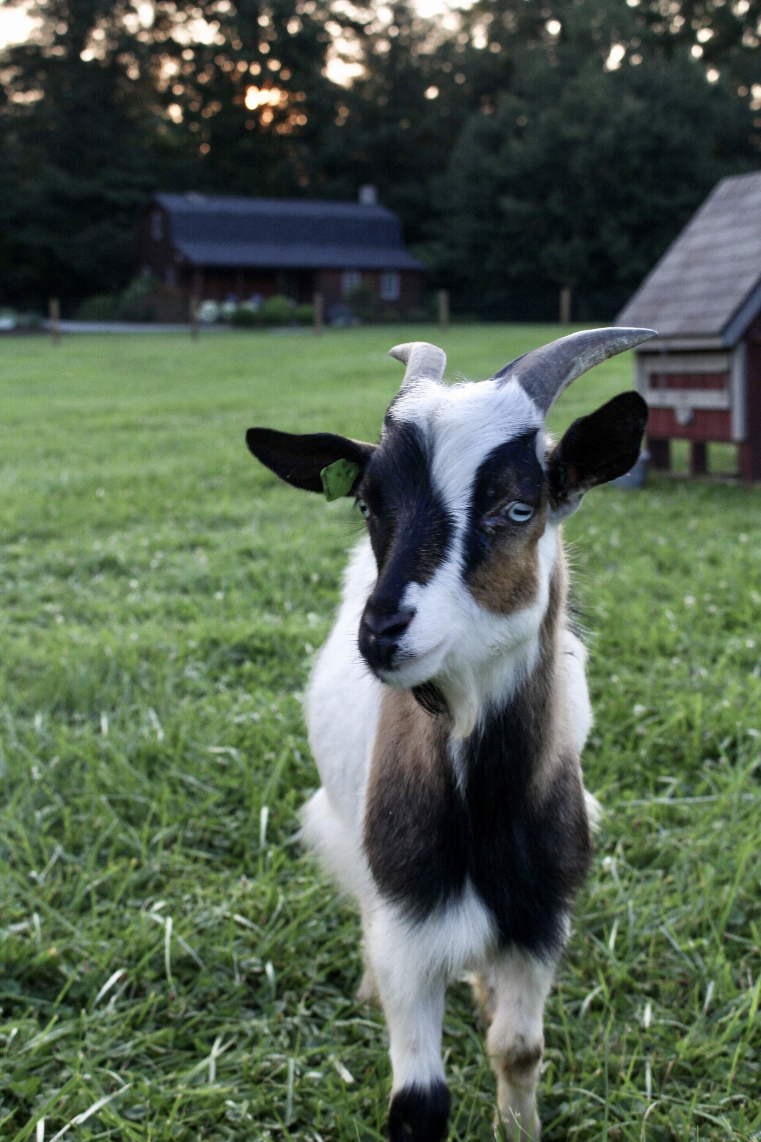 Modern Cabin in Amish Country - 1 mile from Berlin, Ohio