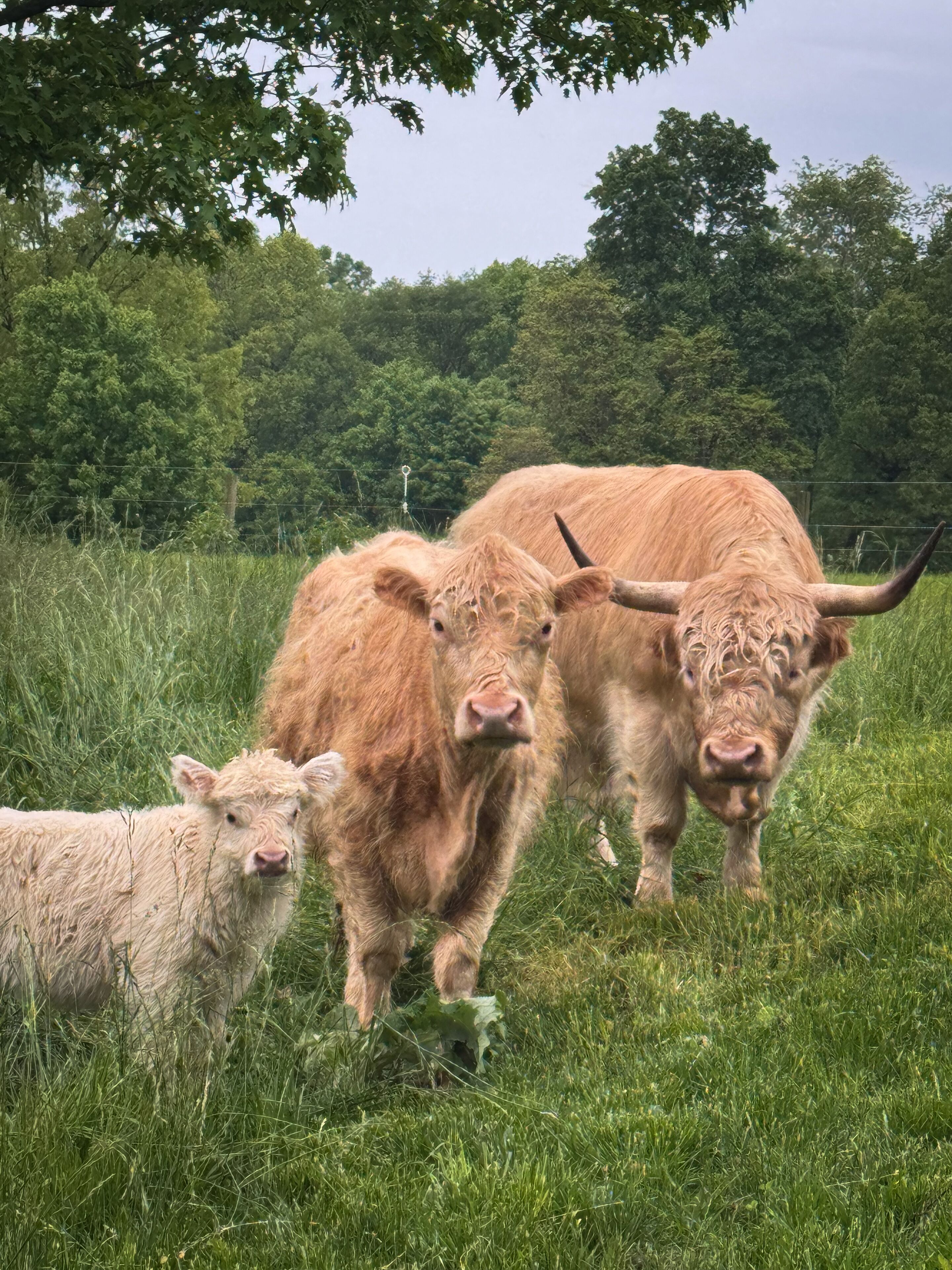 Highlander cows: grazing in the field in front of the cabin. April- Oct