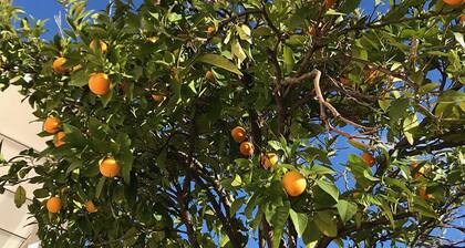 Two bedrooms for six people, swimming pool in Hérault - Deux chambres, piscine