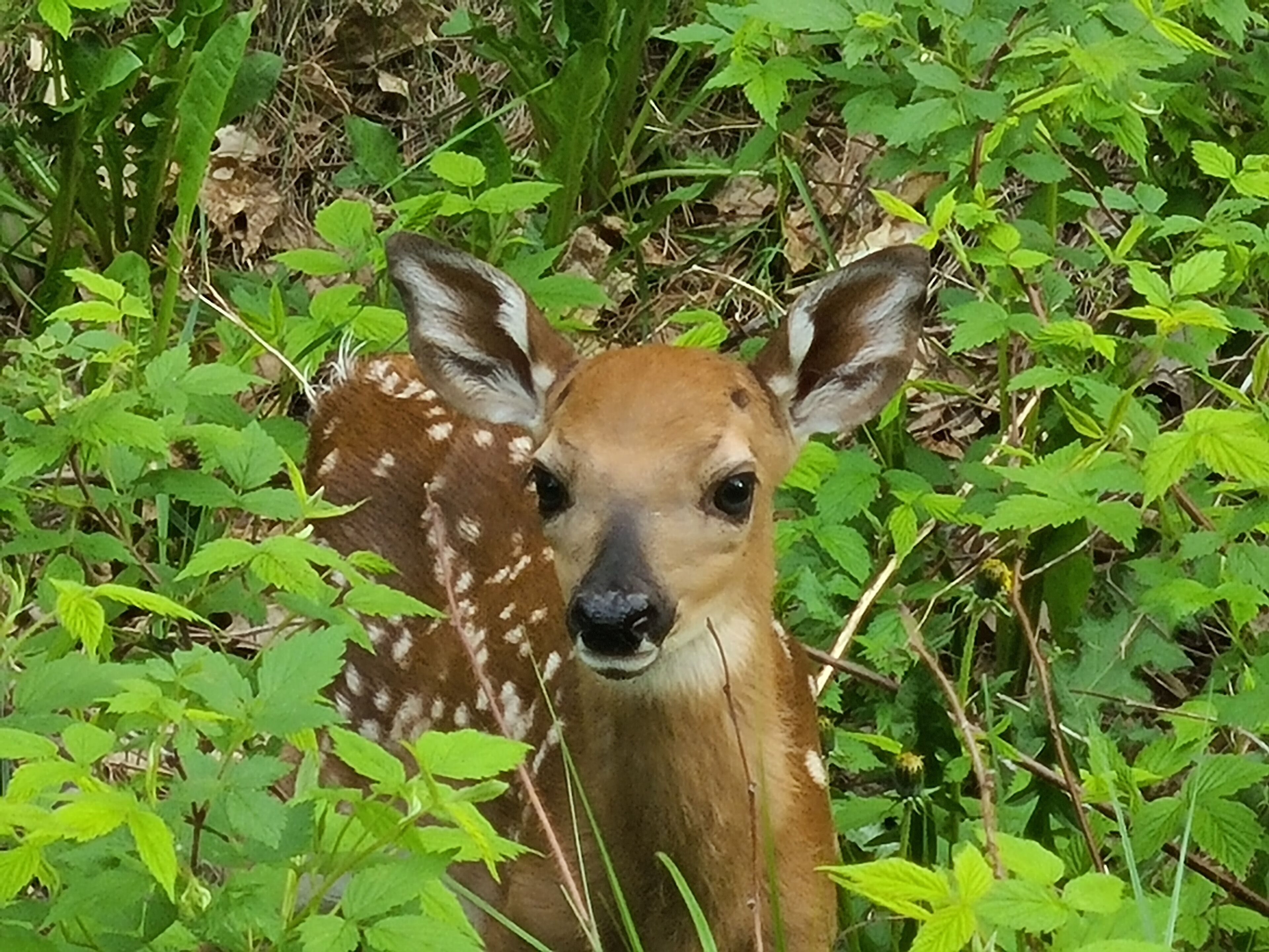 A deer surrounded by dense green foliage.