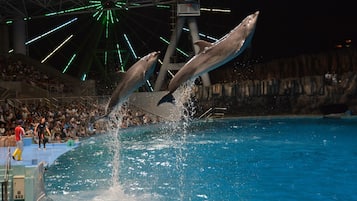 Espectáculo de delfines en un acuario público con una gran audiencia.