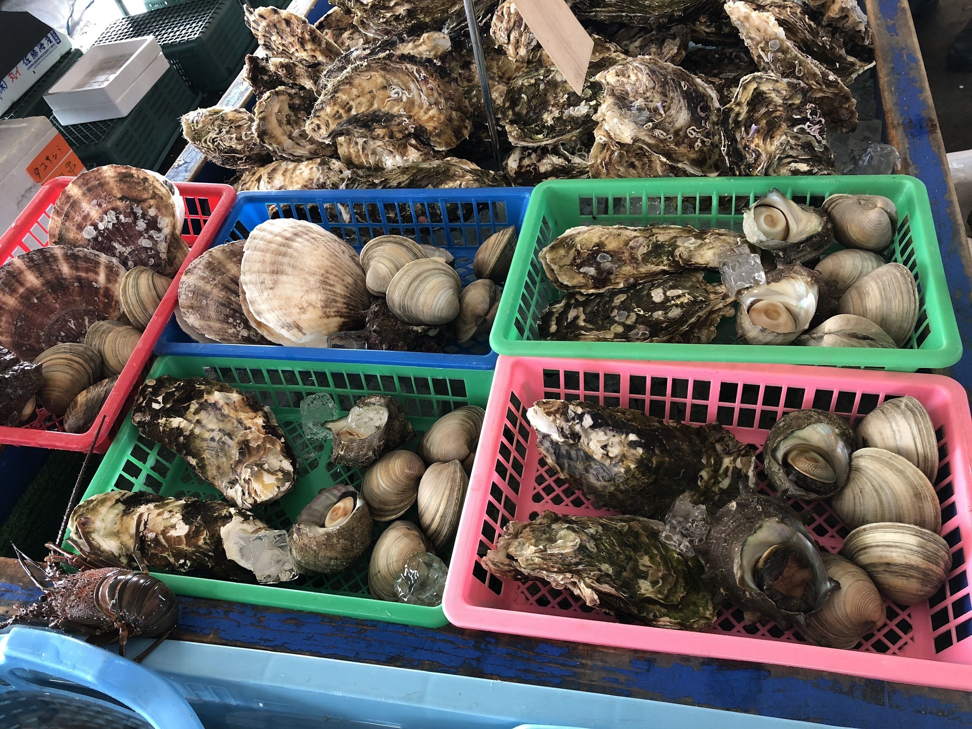 Erilaisia osterilajeja on esillä värikkäissä muovikoreissa.