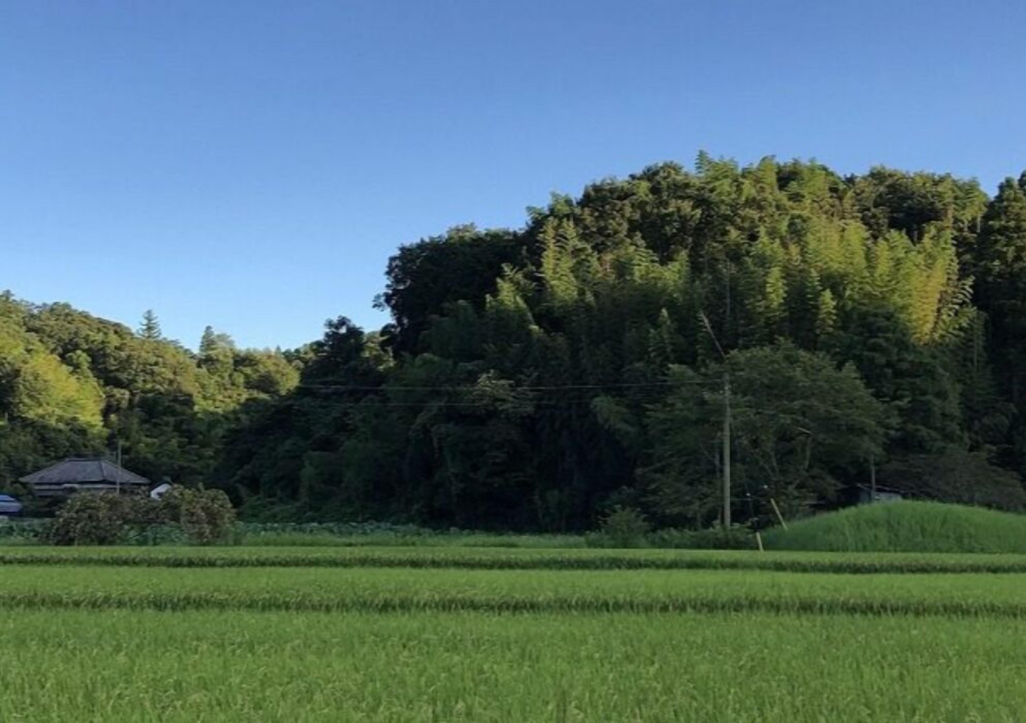 Ländliche Landschaft mit blauem Himmel, einem bewaldeten Hügel und einem Feld.
