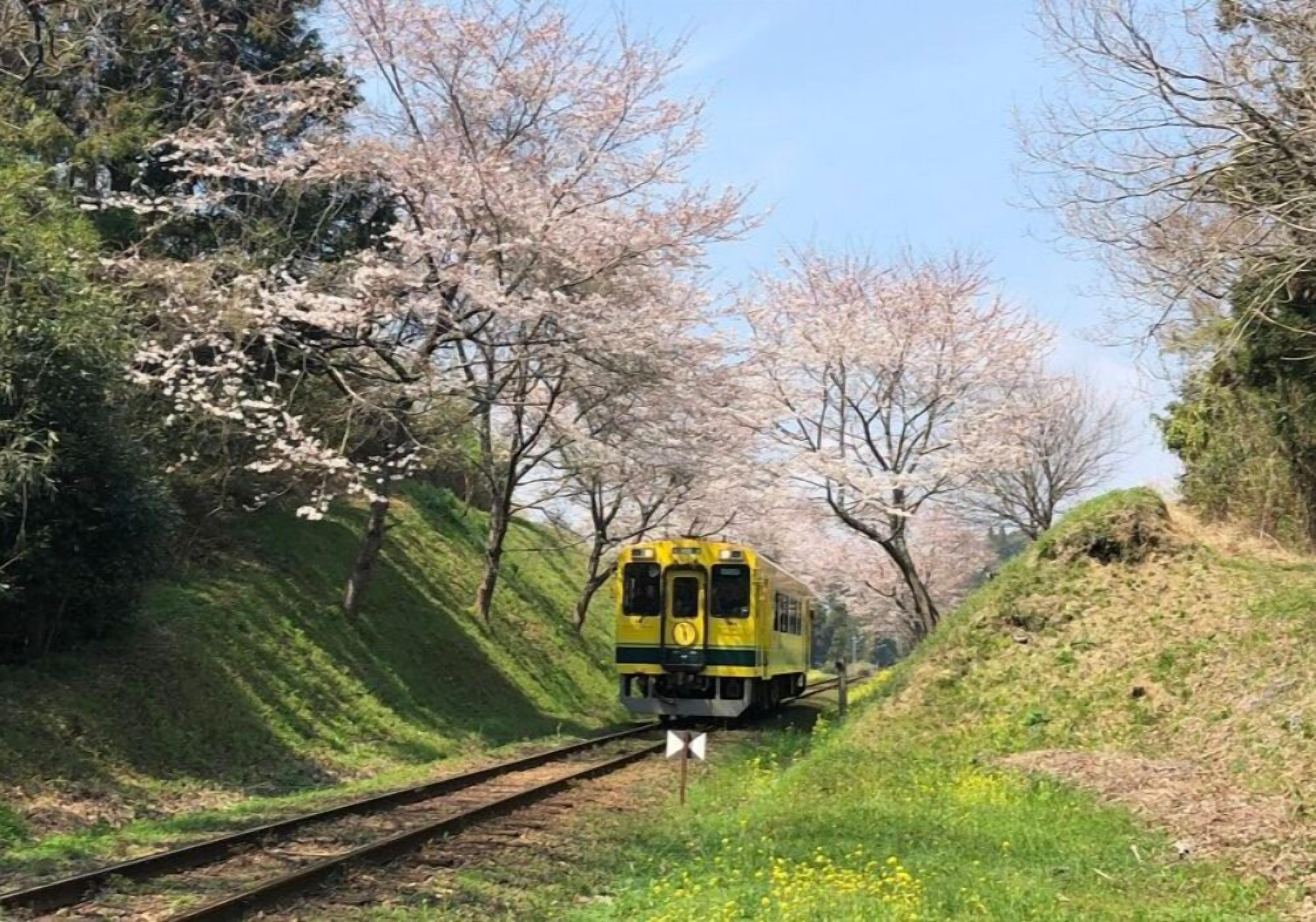 Un treno sui binari circondato da alberi di ciliegio in fiore.