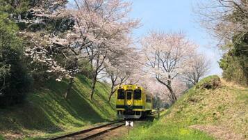 Un treno sui binari circondato da alberi di ciliegio in fiore.