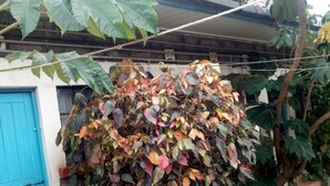 A blue door, a concrete pathway, and a large bush with multicolored leaves. - Benliza Guest House - Adults Only (Gilgil)