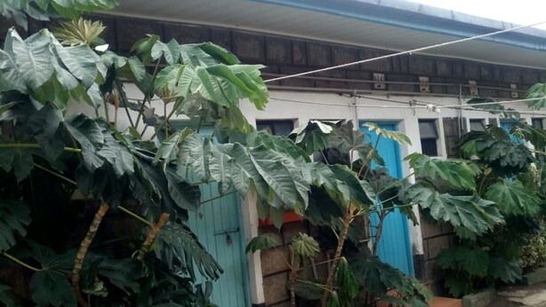 A building with large green plants in front, a blue door, and a concrete ground. - Benliza Guest House - Adults Only (Gilgil)