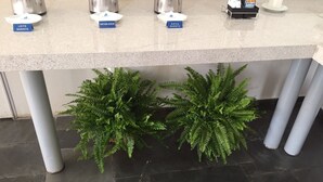 A reception desk with labeled service areas for milk, coffee, and water, and two potted ferns under the desk. - Hotel Riviera Lins (Lins)