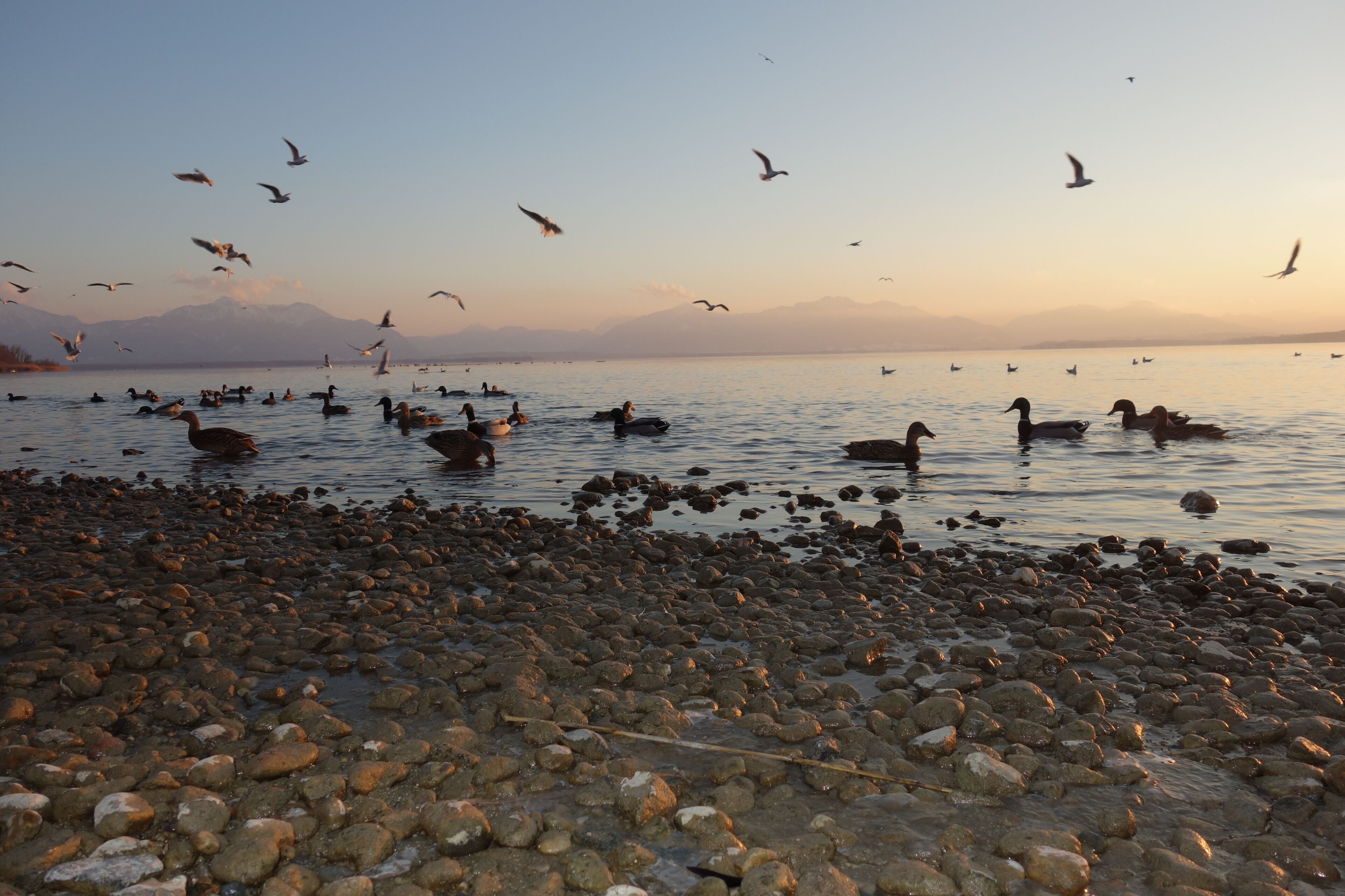 A pebbled beach with ducks and seagulls, and mountains in the background.