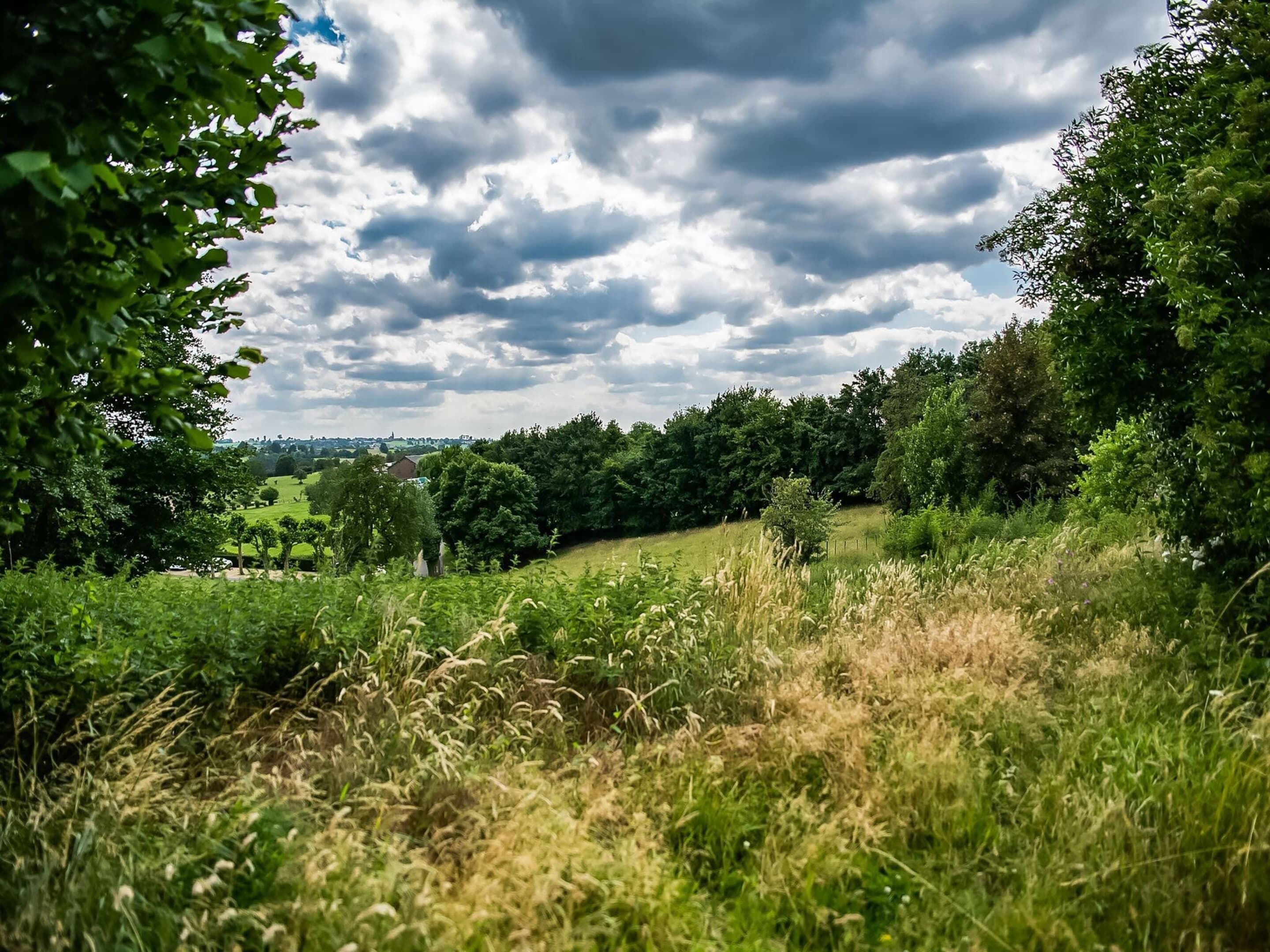 Un paysage verdoyant et luxuriant, parsemé de différents types d’arbres, sous un ciel nuageux.