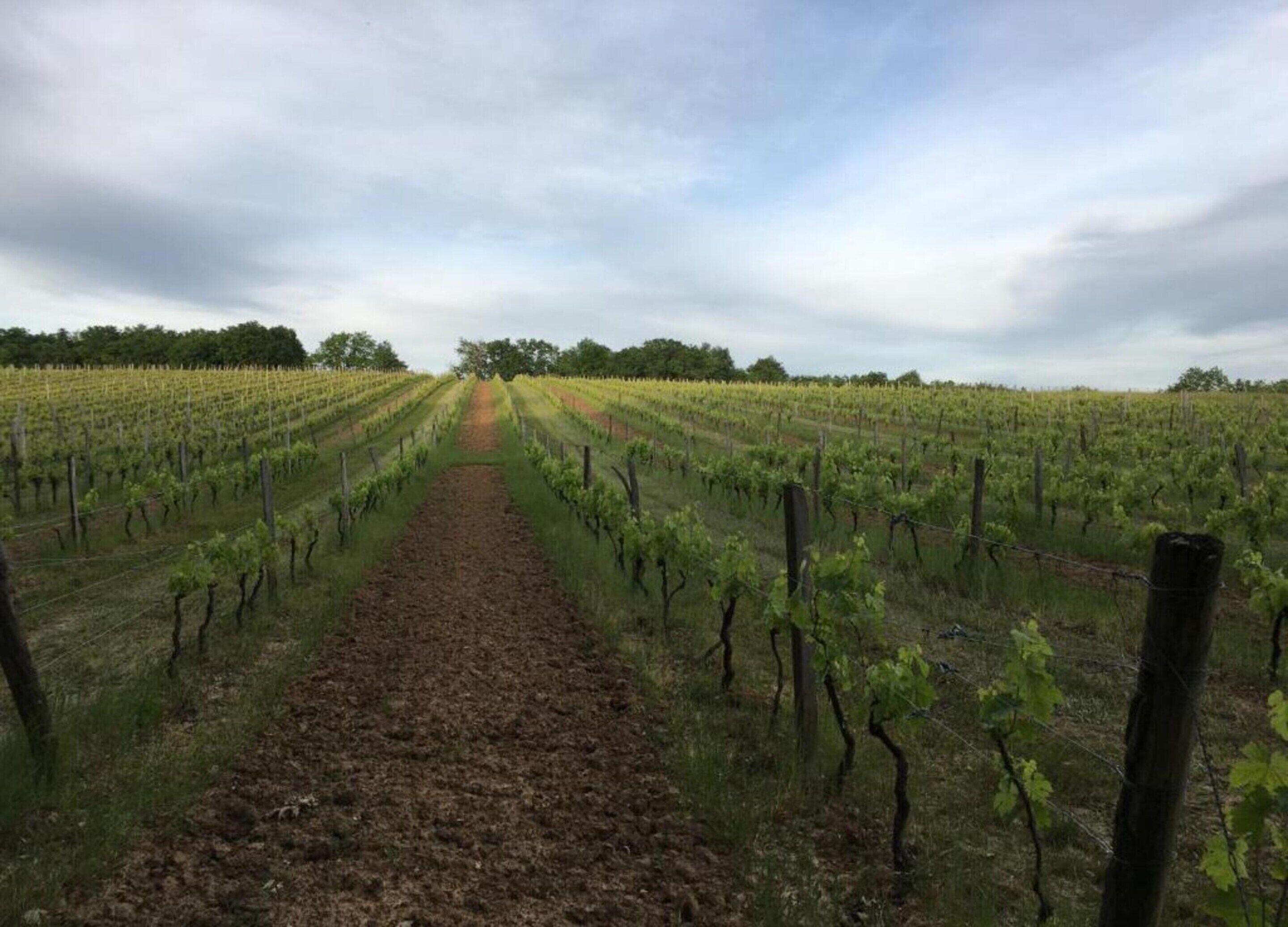 A vineyard with rows of grapevines and a dirt path leading through it.