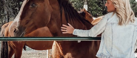 Een persoon staat naast een paard in een stal met een houten plafond en bomen op de achtergrond.