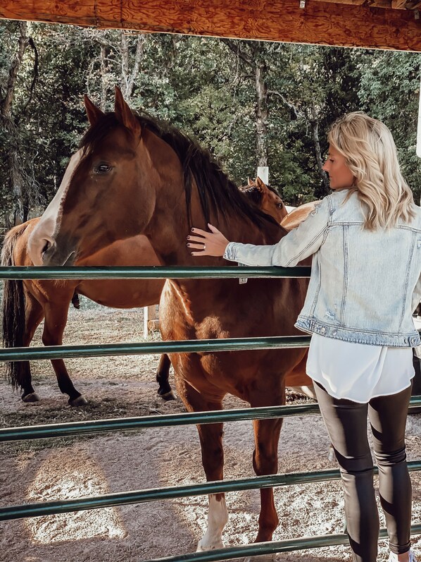 A person standing next to a horse in a stable with a wooden ceiling and trees in the background. - Exclusive,Prisitne, Close to Deadwwod,Sturgis,Spearfish,20 acres, Pets Welcome. (Whitewood)