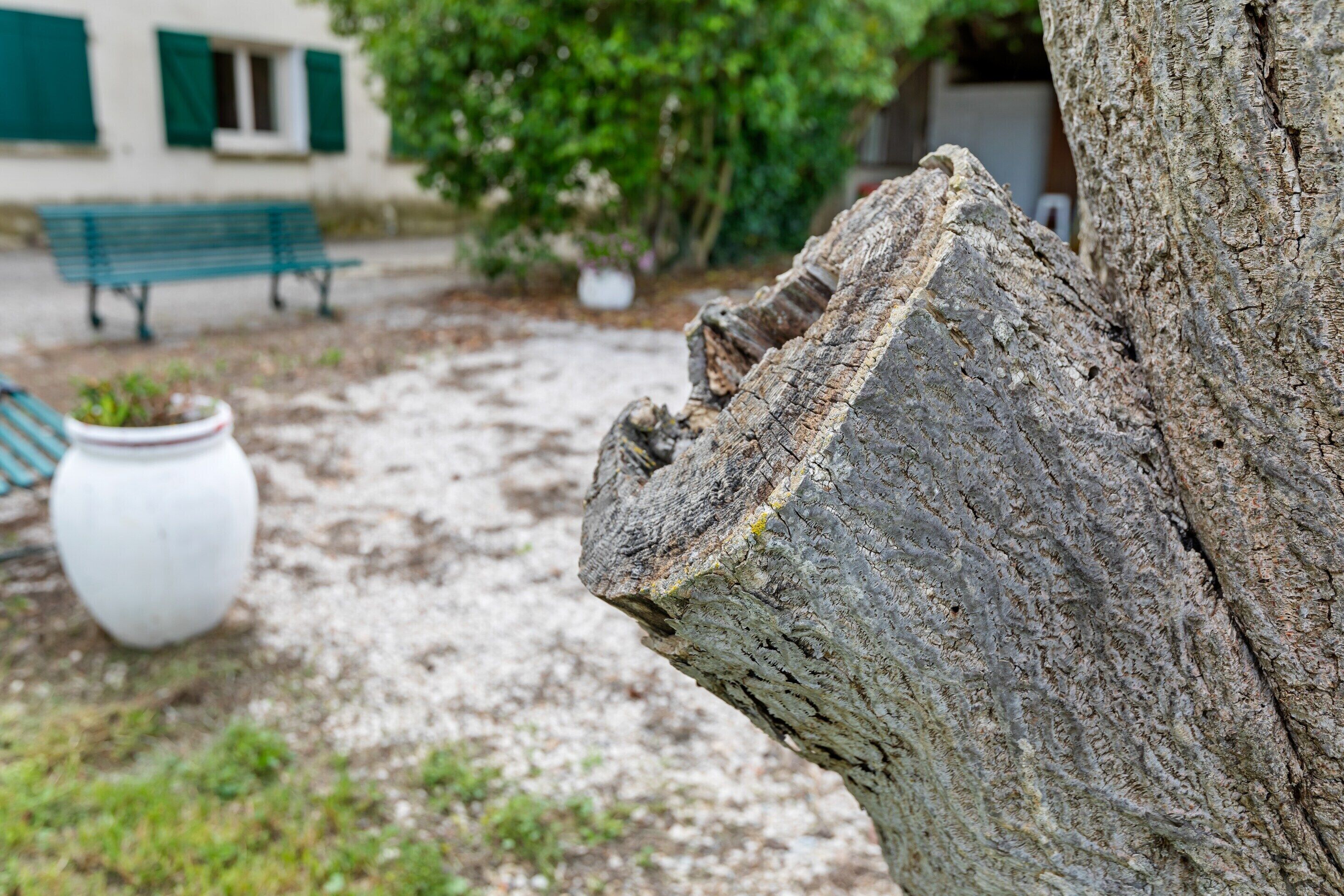 A tree with a rough bark texture, a white planter with plants, and a green bench in the background.