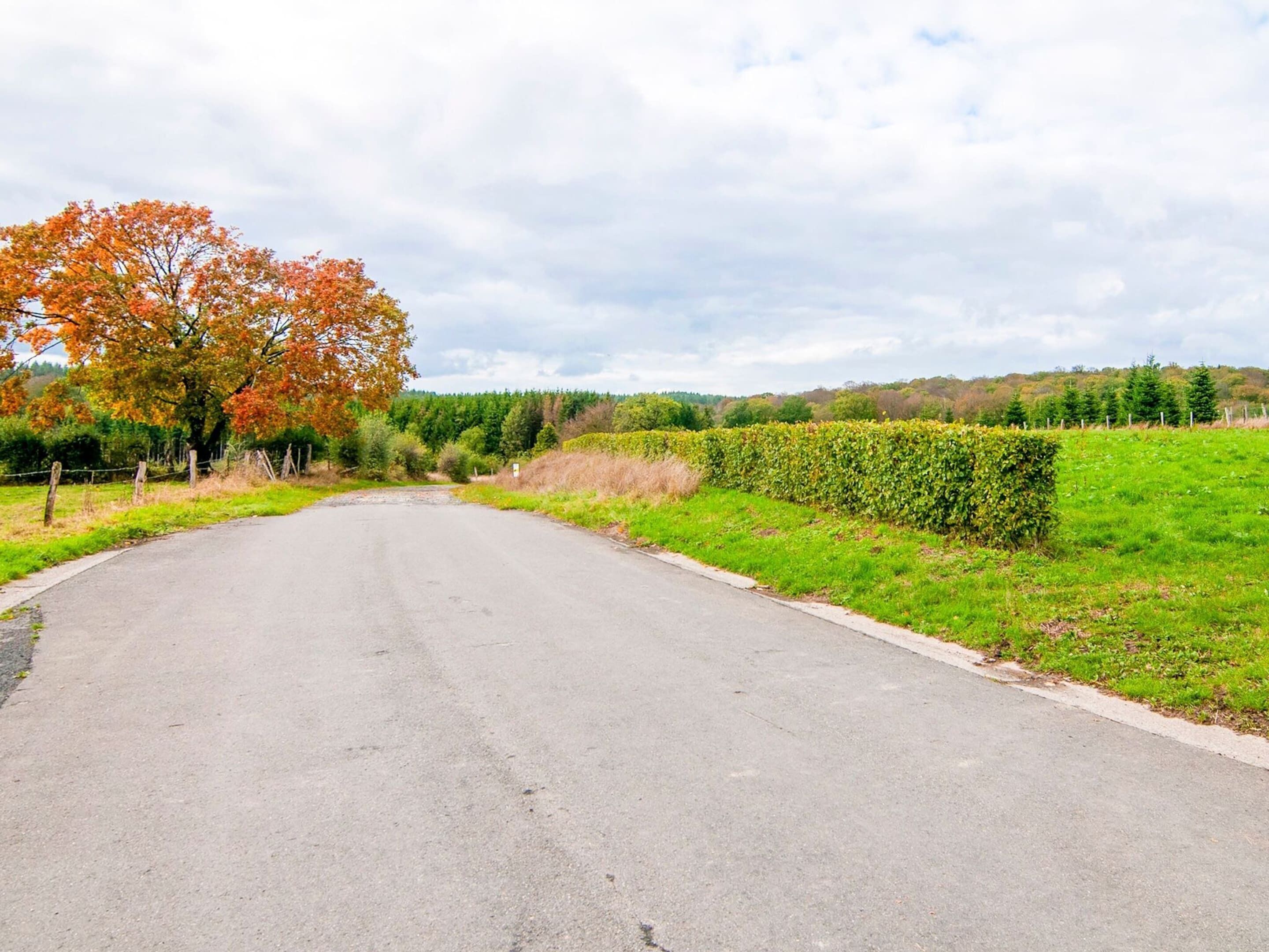 A rural road with a hedge on one side and a tree with autumn leaves on the other.