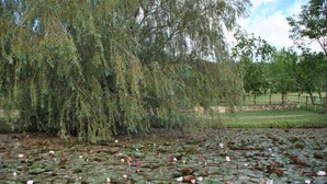 A pond with lily pads and a willow tree.