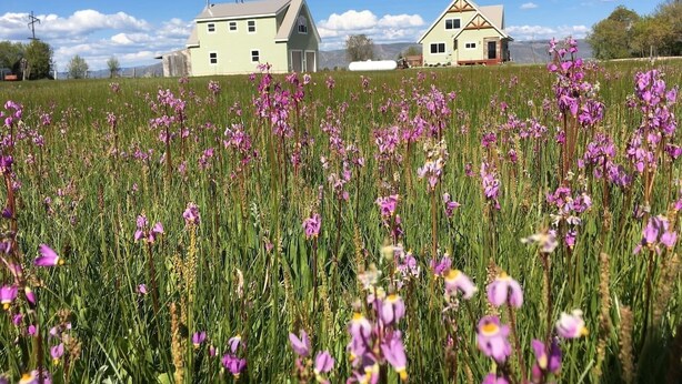 A field of purple flowers with two houses in the background. - Beautiful Bear Lake House, with big grassy yard, 4 mins to North Beach. (St Charles)