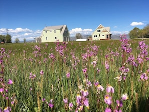 A field of purple flowers with two houses in the background. - Beautiful Bear Lake House, with big grassy yard, 4 mins to North Beach. (St Charles)
