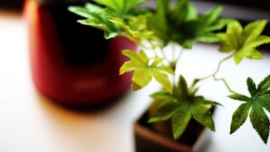 A potted plant with green leaves in front of a red object. - Lions Mansion Dogenzaka 207 (Tokyo)