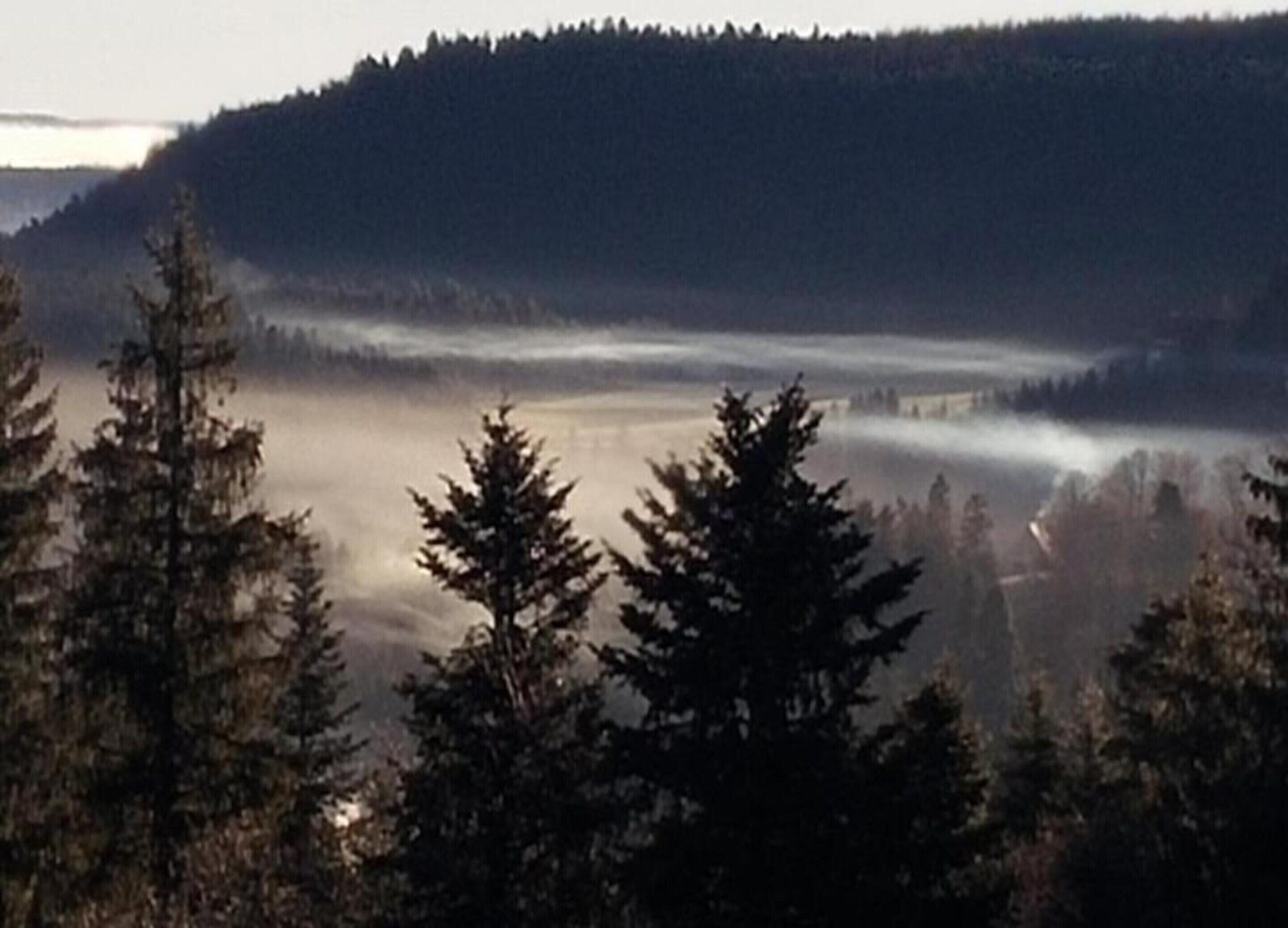 A forested landscape with a misty foreground and a hill in the background.