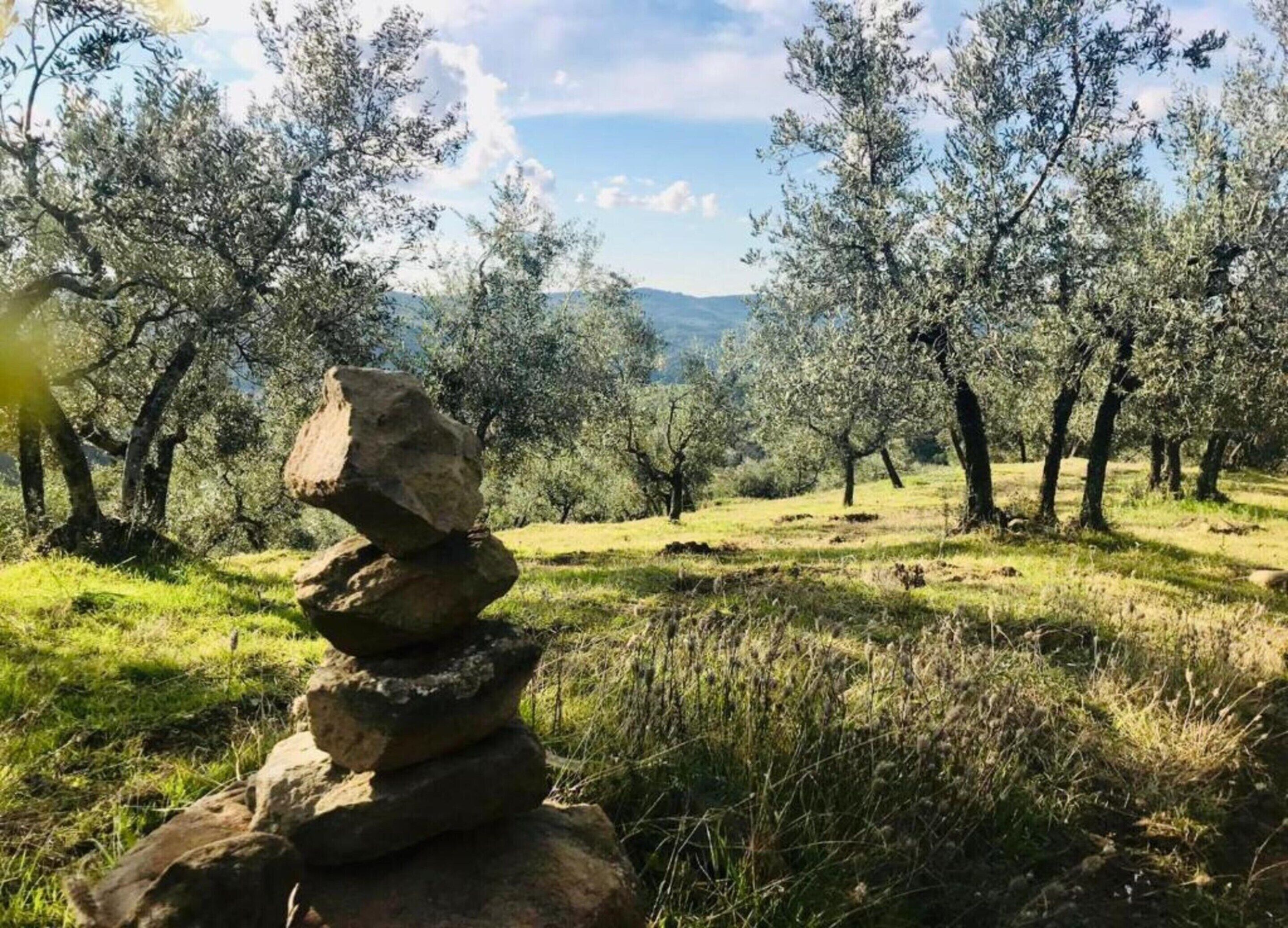 A natural landscape with olive trees and a stack of rocks.