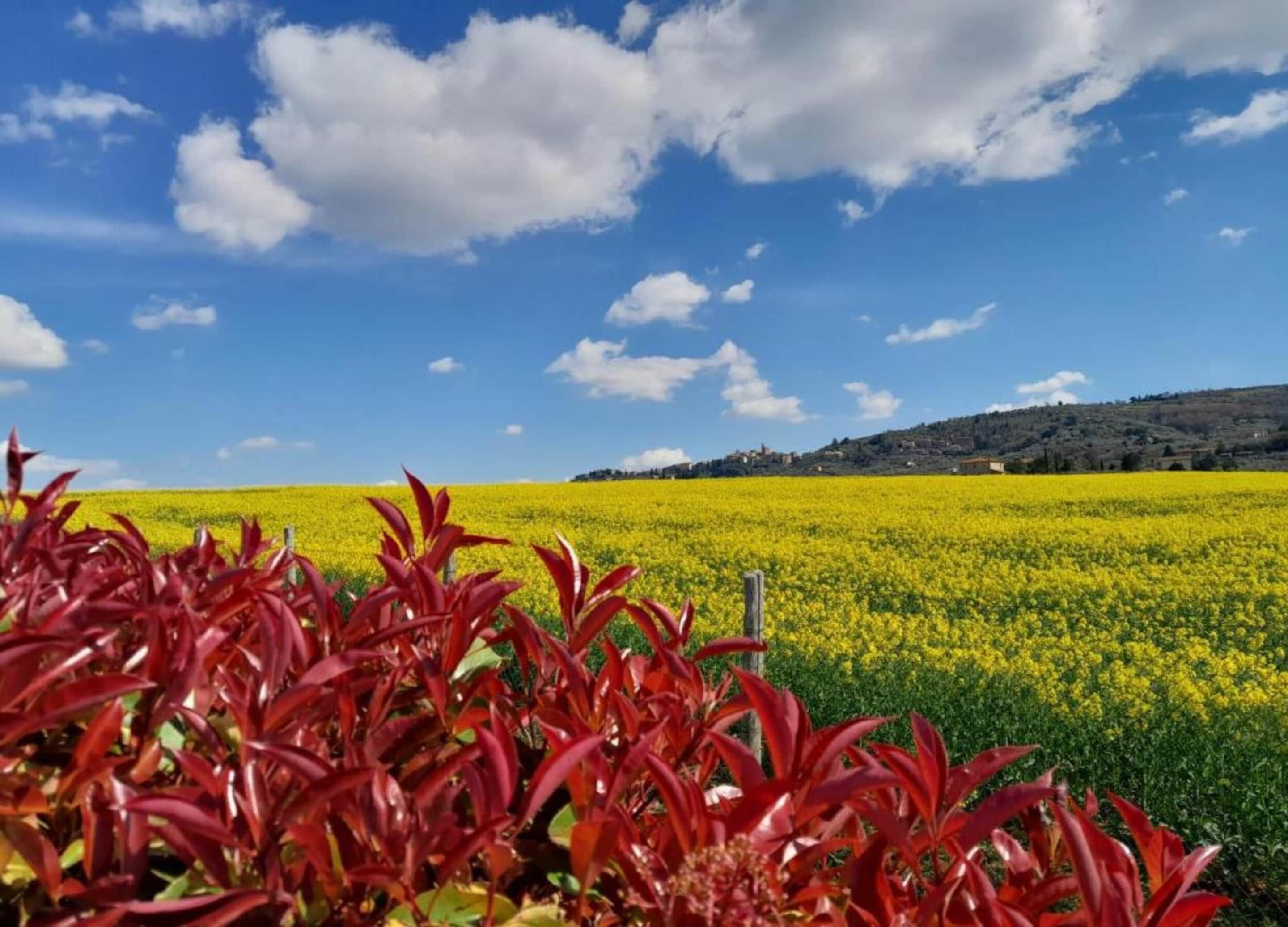 A field of yellow flowers under a clear blue sky with scattered clouds.