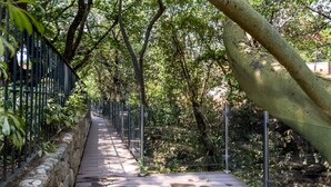 A wooden pathway with metal railings, surrounded by trees and greenery. - Hotel Amate del Rio (Malinalco)