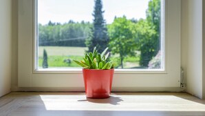 Ein Fenster mit einem Blumentopf auf der Fensterbank, Holzboden und Blick ins Grüne.