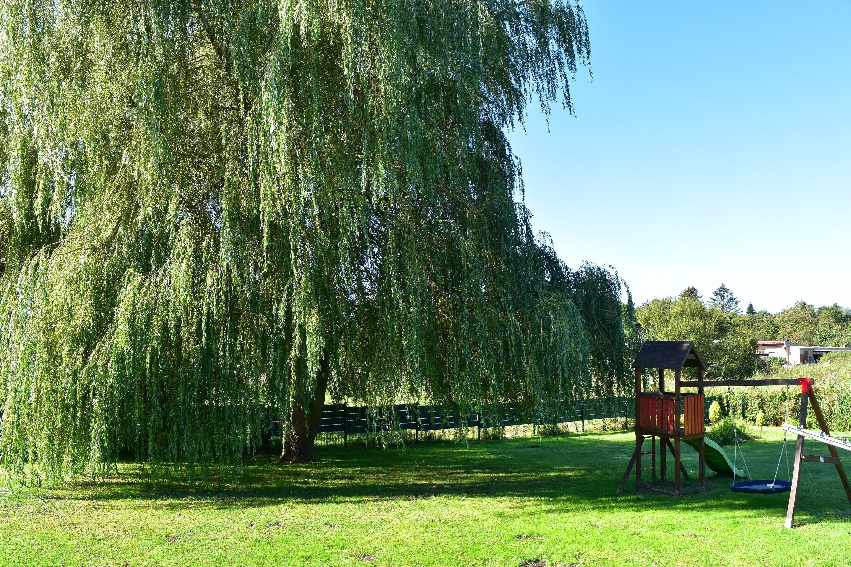 Taman