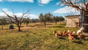 Exterior - Quaint Farmhouse in Plagiari Surrounded With Olive Trees (Thermi)