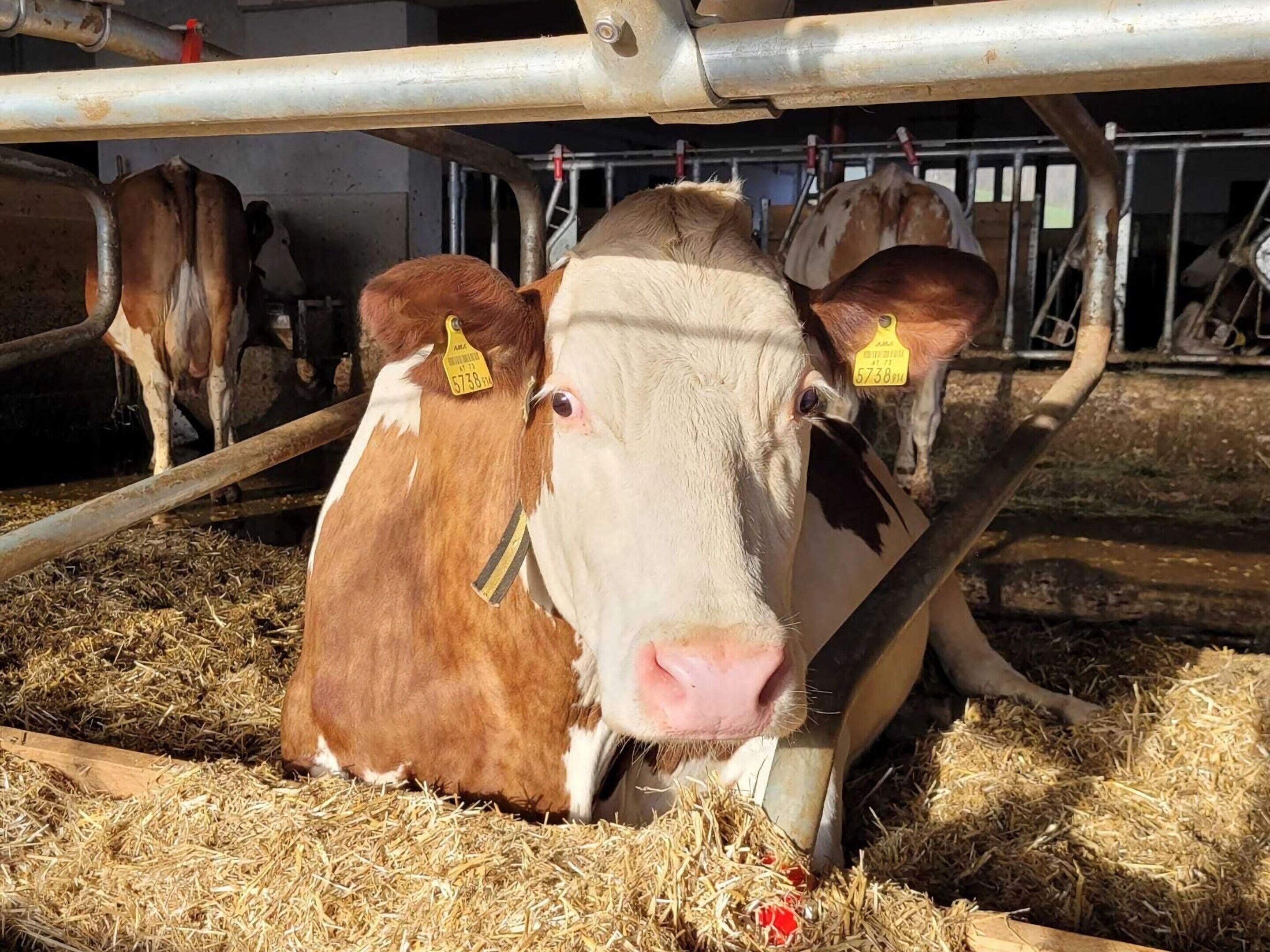 Uma vaca deitada em um celeiro com feno no chão.