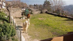 A fenced outdoor area with a grassy field, a stone wall, and a few trees. - Sun-kissed Holiday Home With Swimming Pool (Narni)