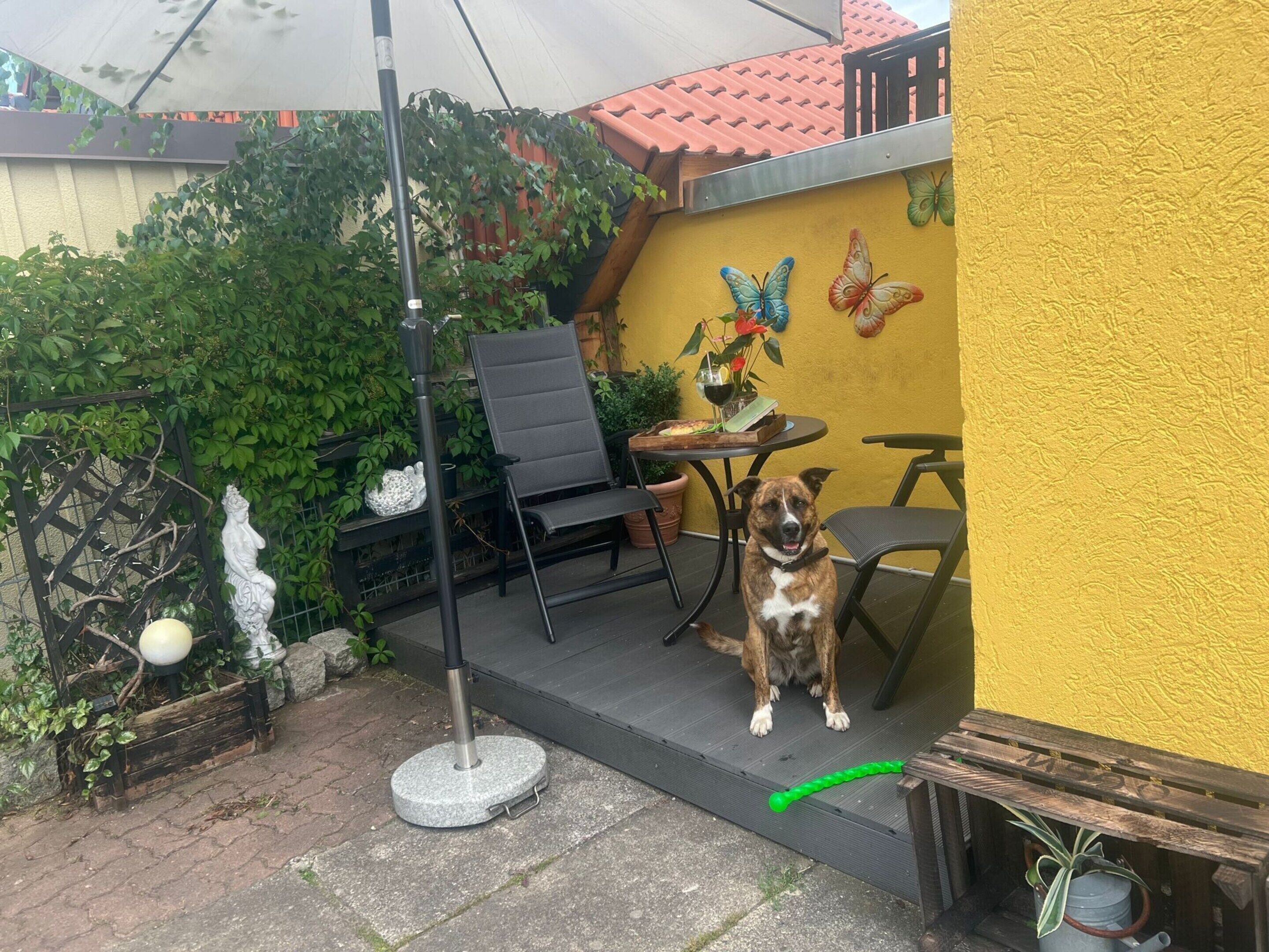 A patio area with a dog, outdoor furniture, and decorative elements.