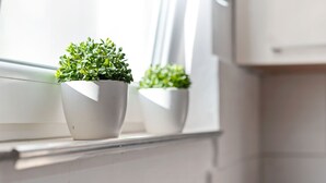 Ảnh chưa phân loại, 4 trong số 20 ảnh, nút