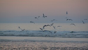 A beach with birds flying over the water. - Cozy Normandy Escape (Formigny La Bataille)