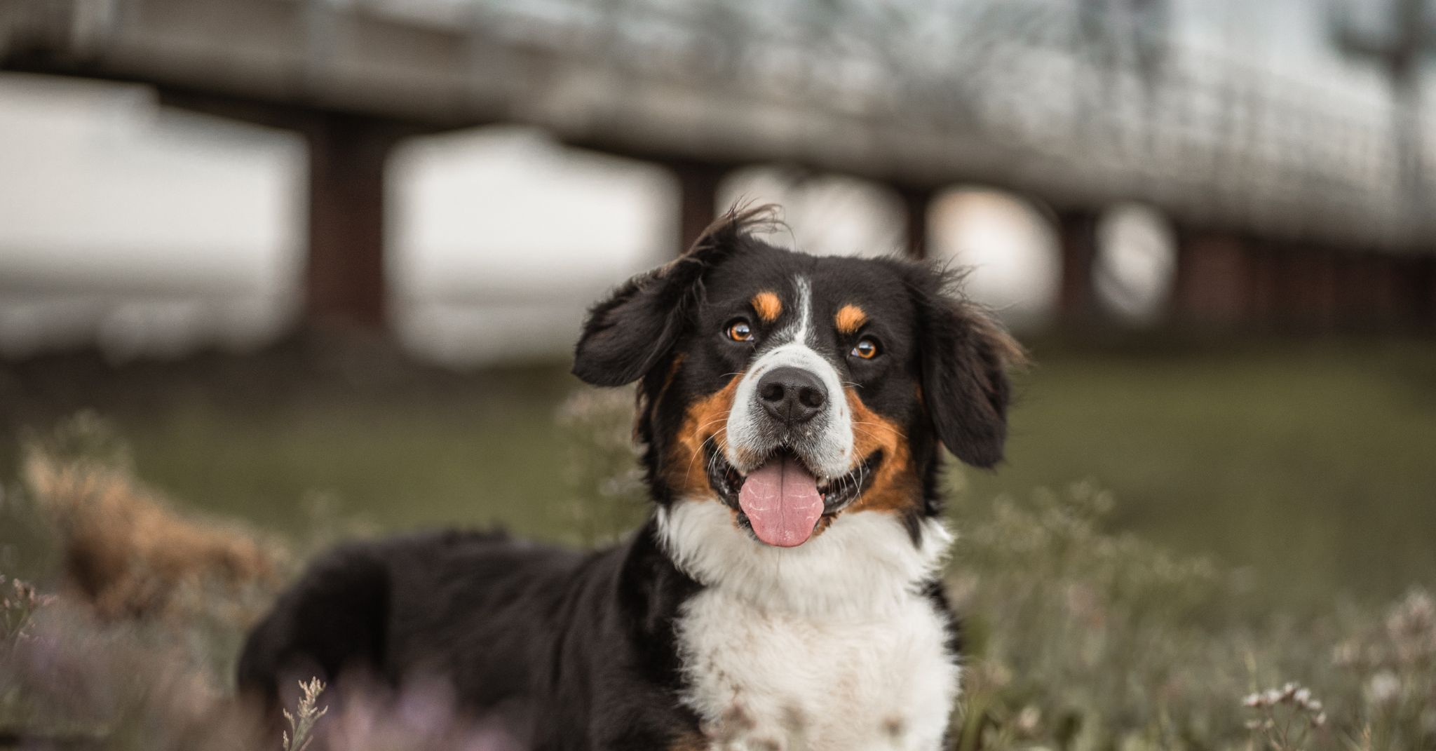 Un chien dans un environnement naturel, avec un texte superposé.