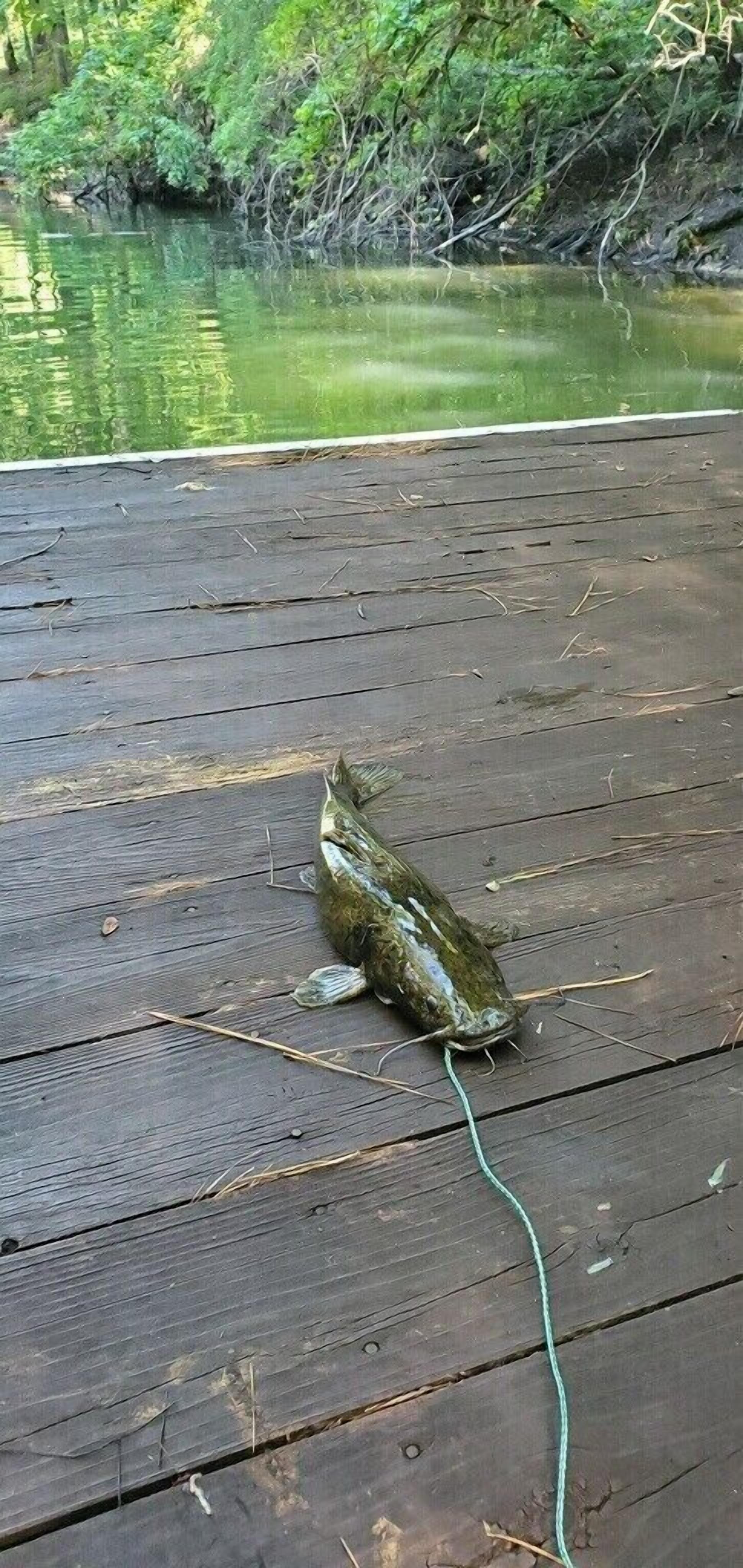 A frog on a wooden deck near a body of water.