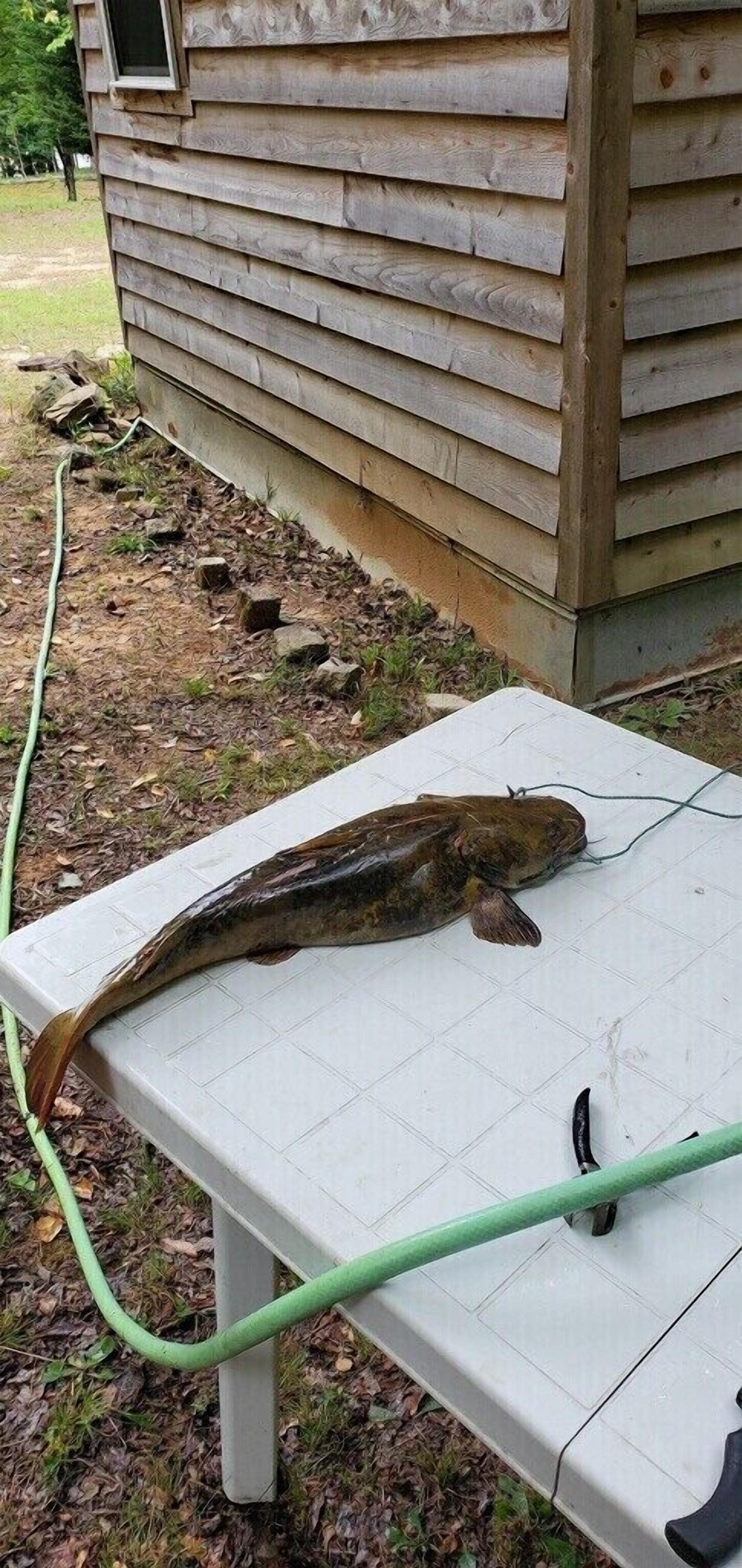 Un poisson sur une table blanche, à l’extérieur d’un bâtiment en bois.