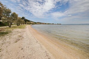 Beach - House Pansy (Pasman)