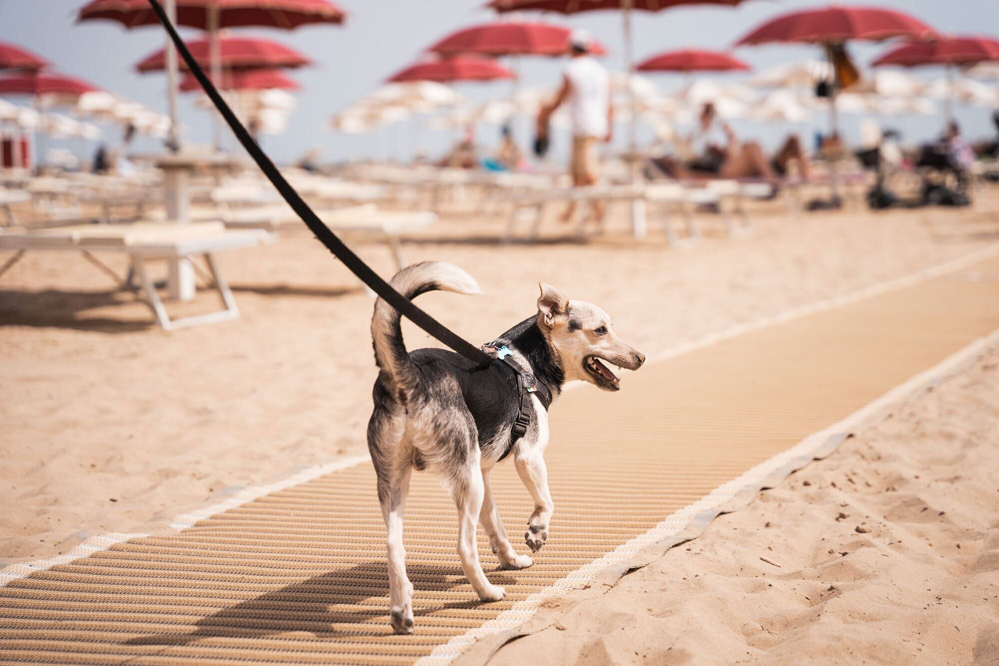 Photo - Club del Sole Rimini Family Resort