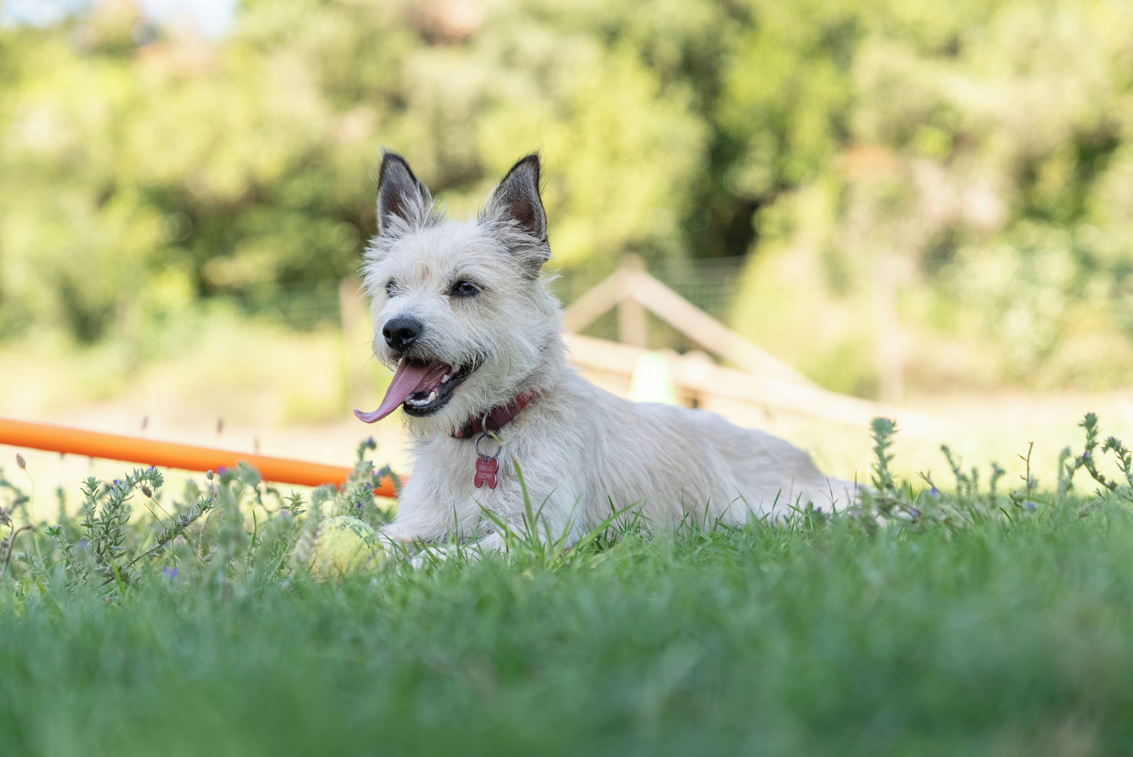 A dog lying on grass with a blurred background of trees and a wooden structure.