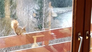 A wooden railing with a squirrel on it, a door with a number 7 handle, and a view of a snowy landscape with trees. - Tannehüsle large - quiet, with a south-facing view (St. Märgen)
