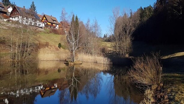 A serene lakeside scene with houses and trees. - Tannehüsle large - quiet, with a south-facing view (St. Märgen)