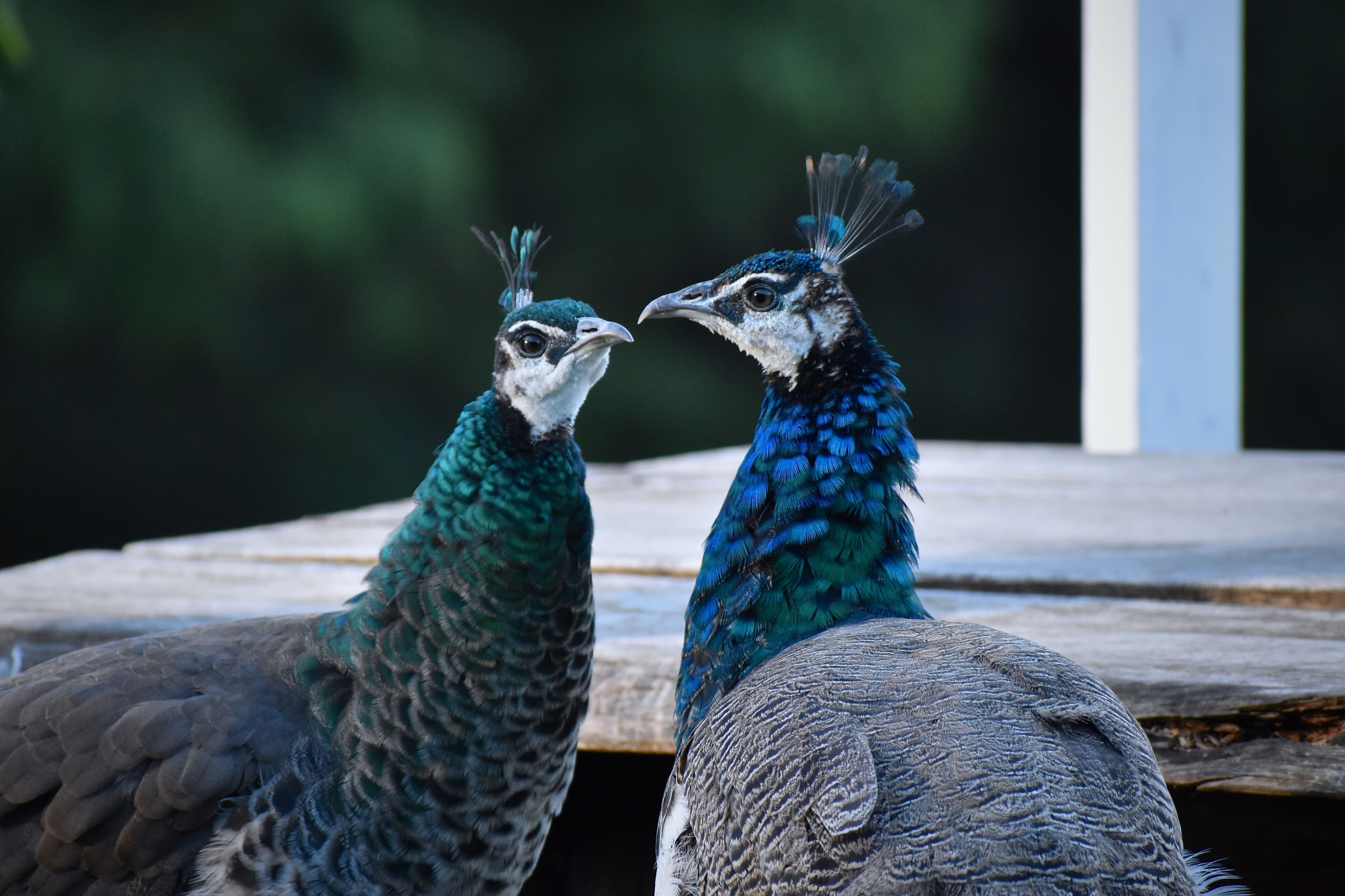TREE HOUSE #1. Private, stone bath with amazing views of Gold Coast Hinterland