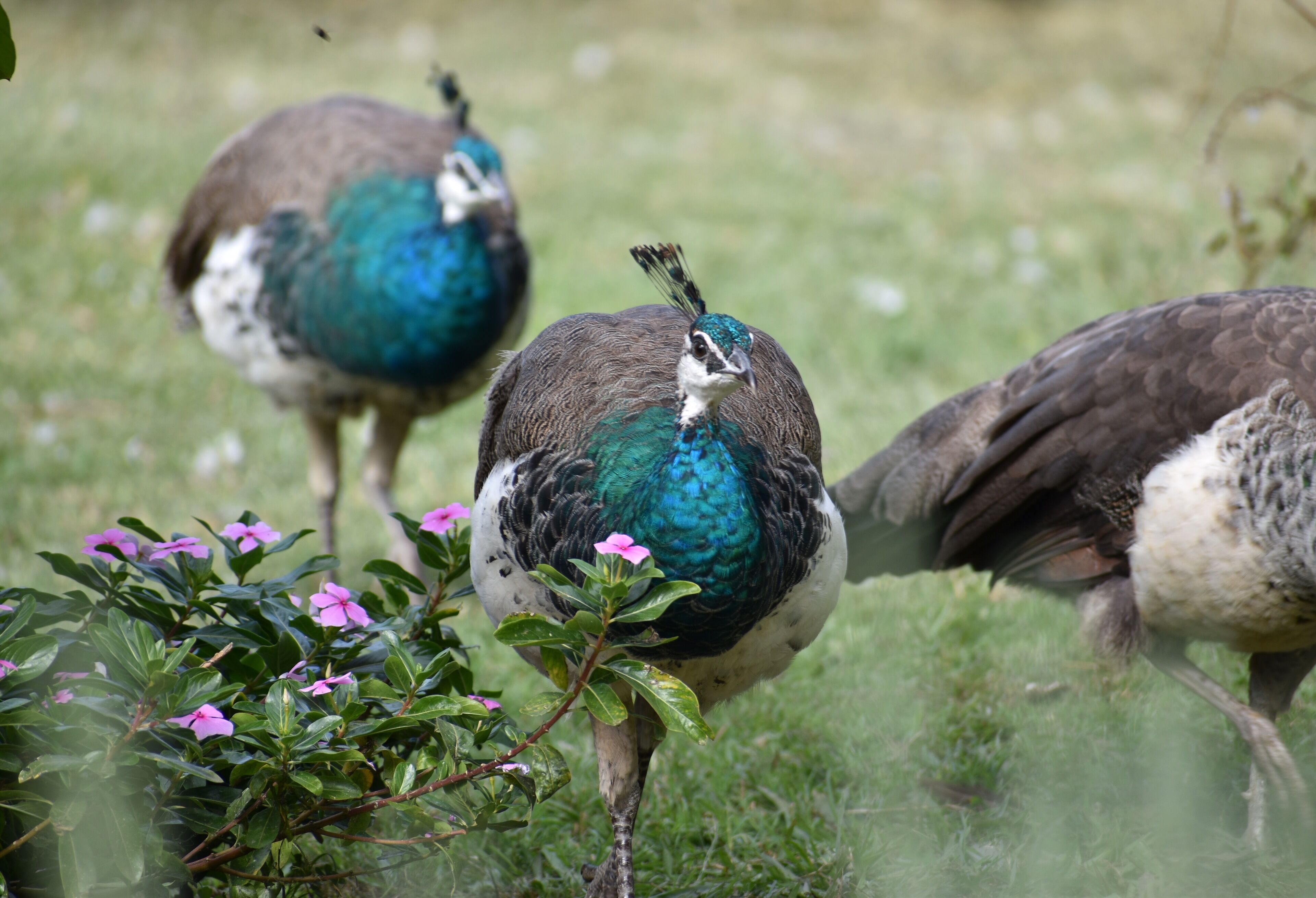 A peacock with a blue neck and a white face standing in a grassy area with pink flowers.