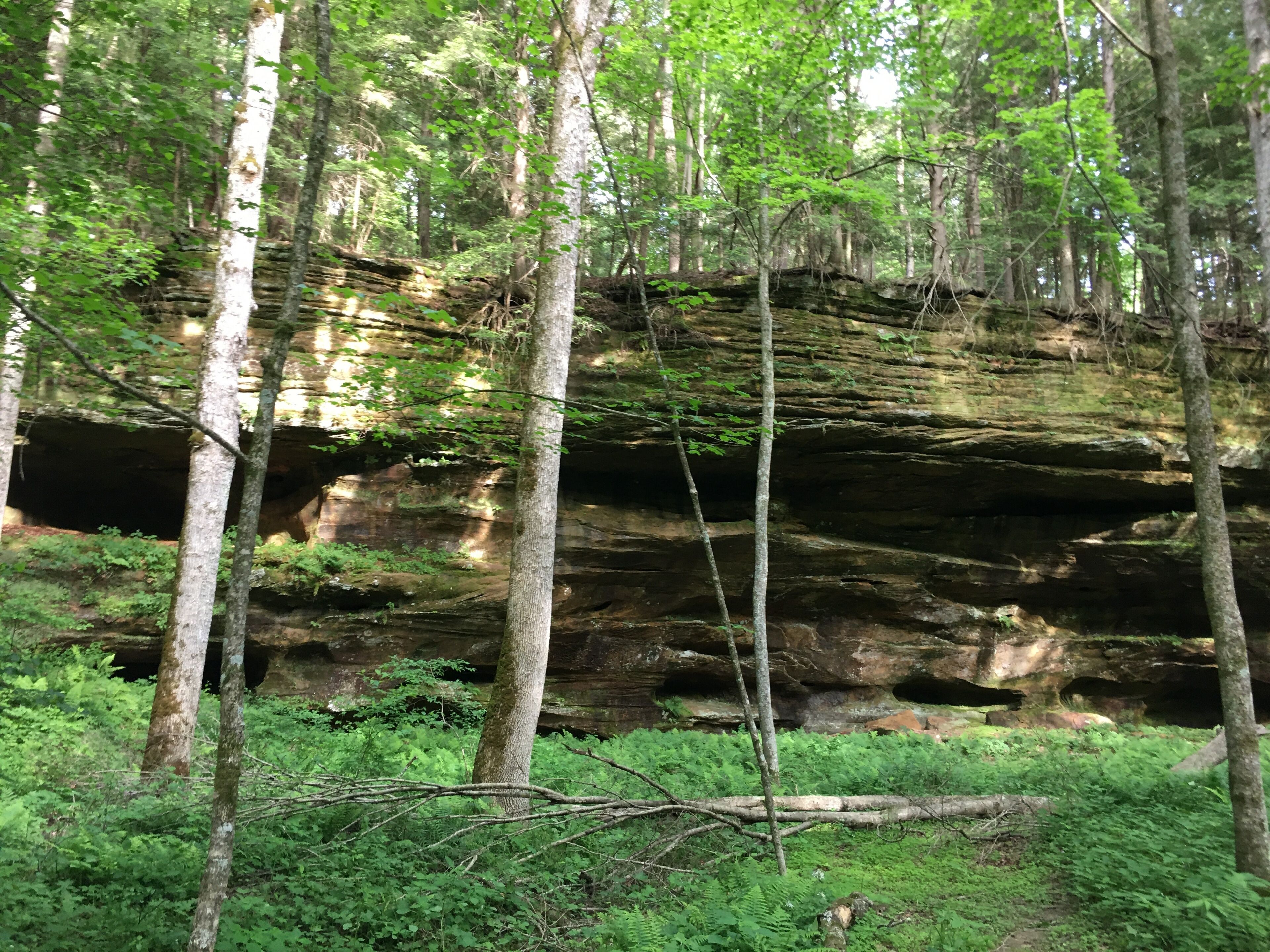 A forested area with a rocky cliff and trees.